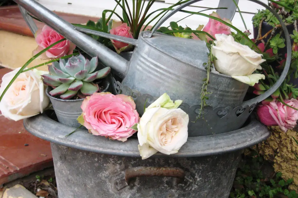 So'Succulentes — photo 3