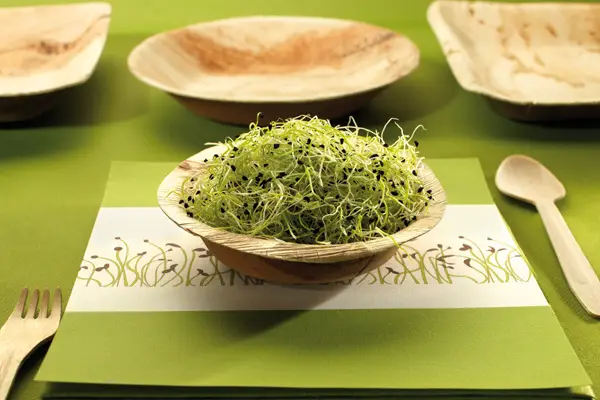 La Vaisselle Jetable par Dinovia — photo 3