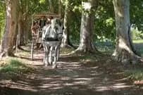 Les Attelages du château — photo 5