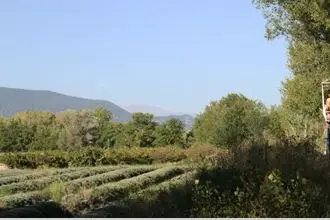 Les Attelages du château — photo 6