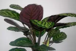 Au Jardin Fleuri — photo 6