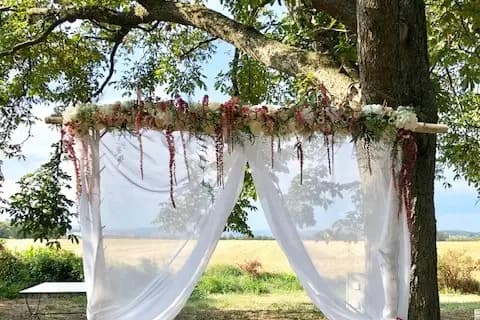 Fleurs d'Eucharis — photo 8