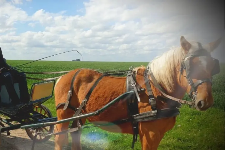 Les écuries des cents moulins — photo 3