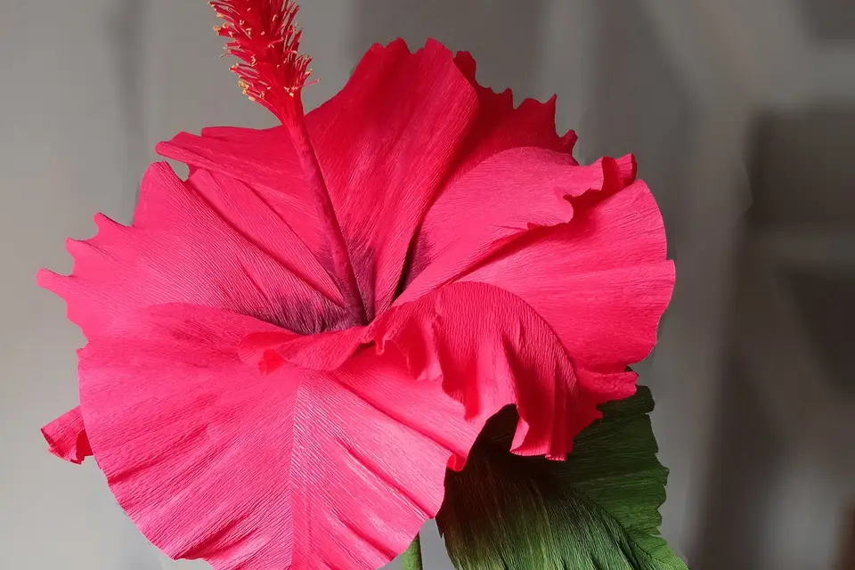 Cœur Papier — photo 7