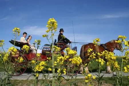 Jumenterie de La Broussardière — photo 3