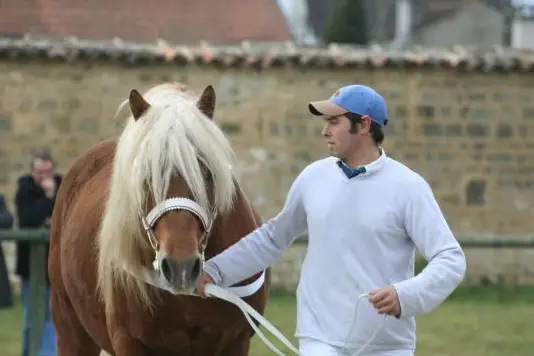 Jumenterie de La Broussardière — photo 6