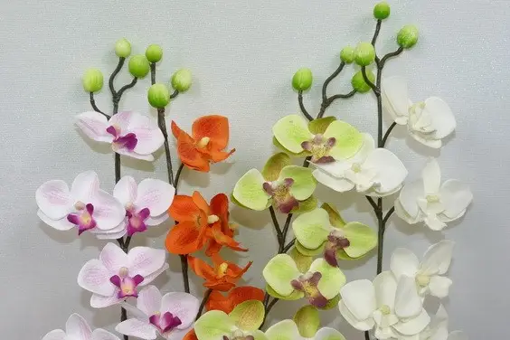 Dragées MD — photo 2