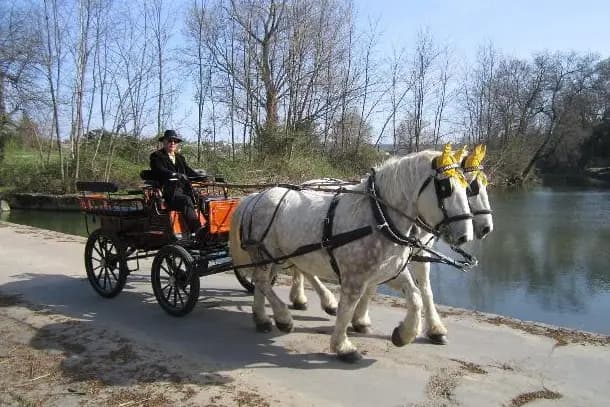 Gardoise d'Attelage — photo 3