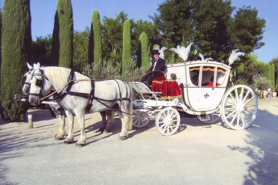 Gardoise d'Attelage — photo 7