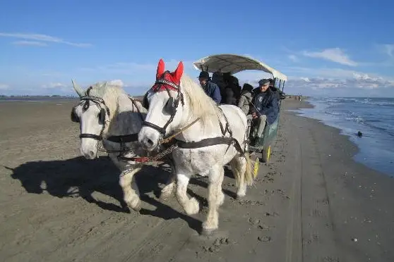 Gardoise d'Attelage — photo 4