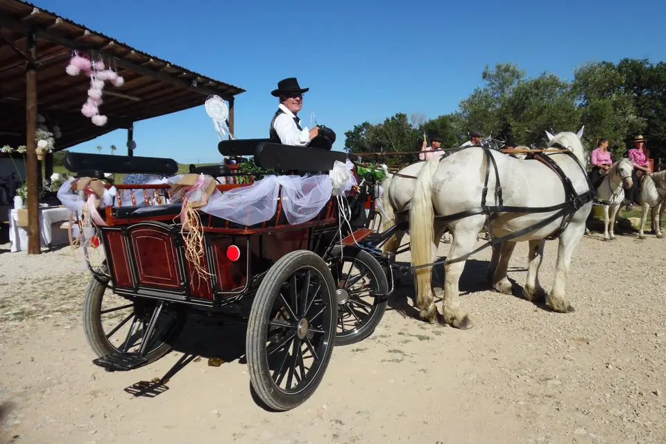 Gardoise d'Attelage — photo 6