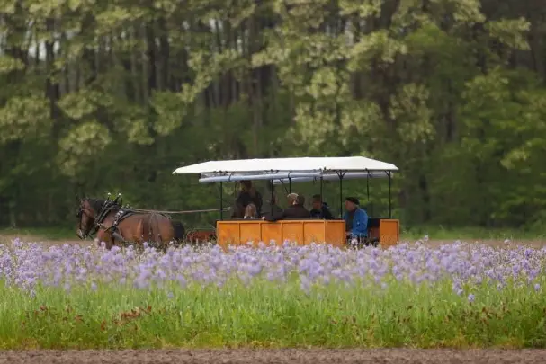 Macaleche — photo 3