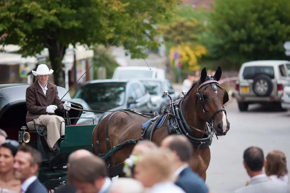 Macaleche — photo 6