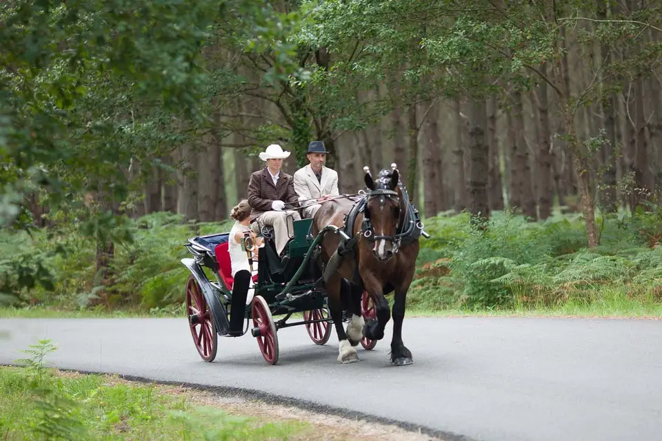 Macaleche — photo 7