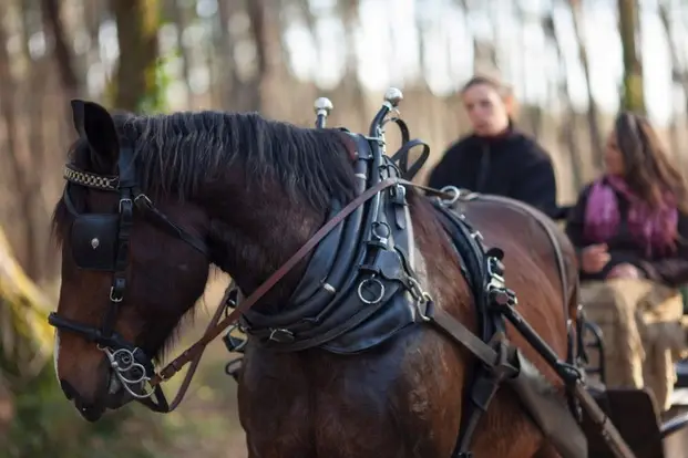 Macaleche — photo 2