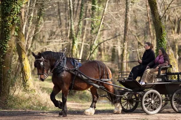 Macaleche — photo 4