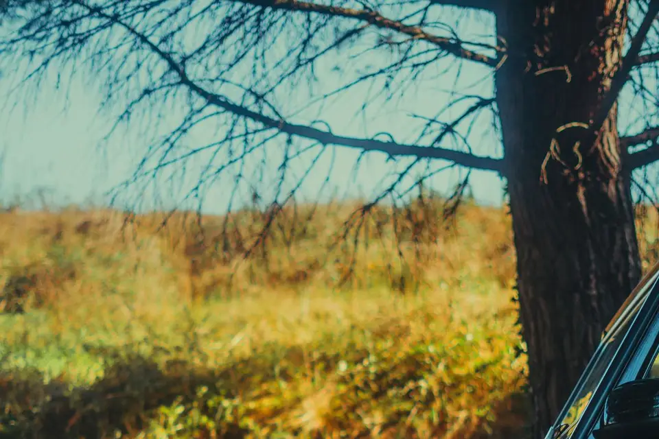 Optima Rental — photo 6