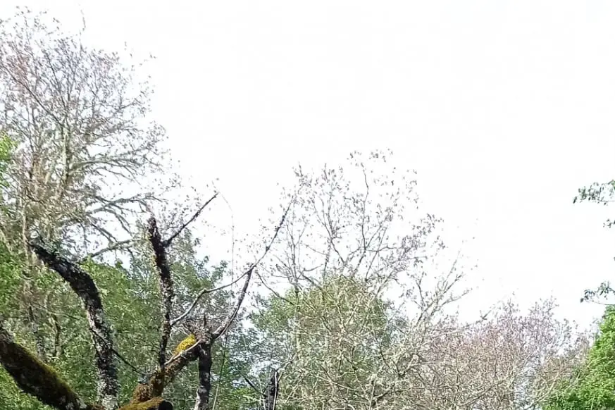 Mas de Nadal — photo 6