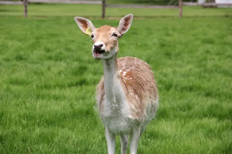 Le Clos Normand — photo 7