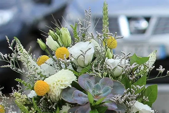 Plantapolis — photo 1