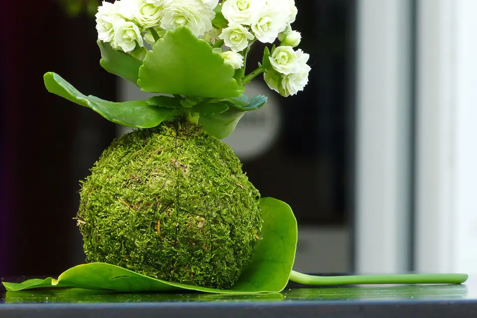 Plantapolis — photo 4