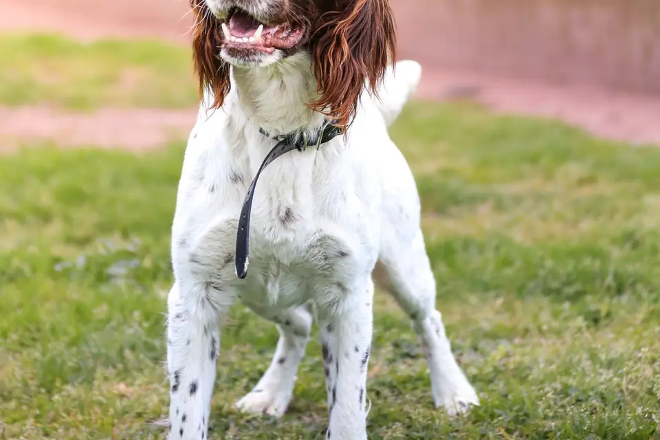 Photo by Barrat — photo 2