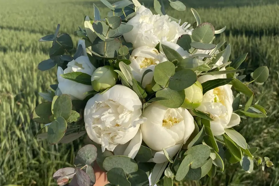 Passiflora_68 — photo 1