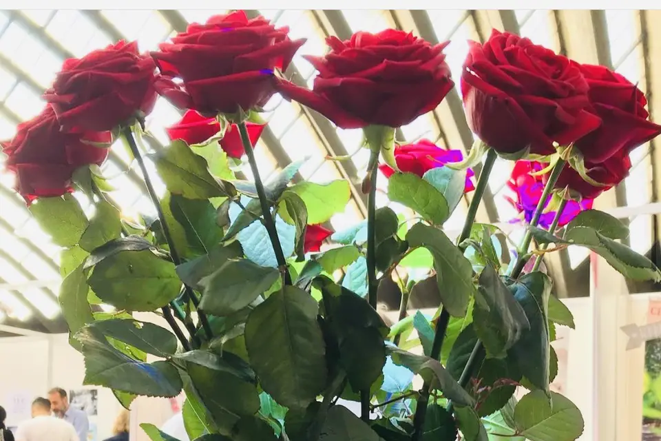 Animation Hamac — photo 1