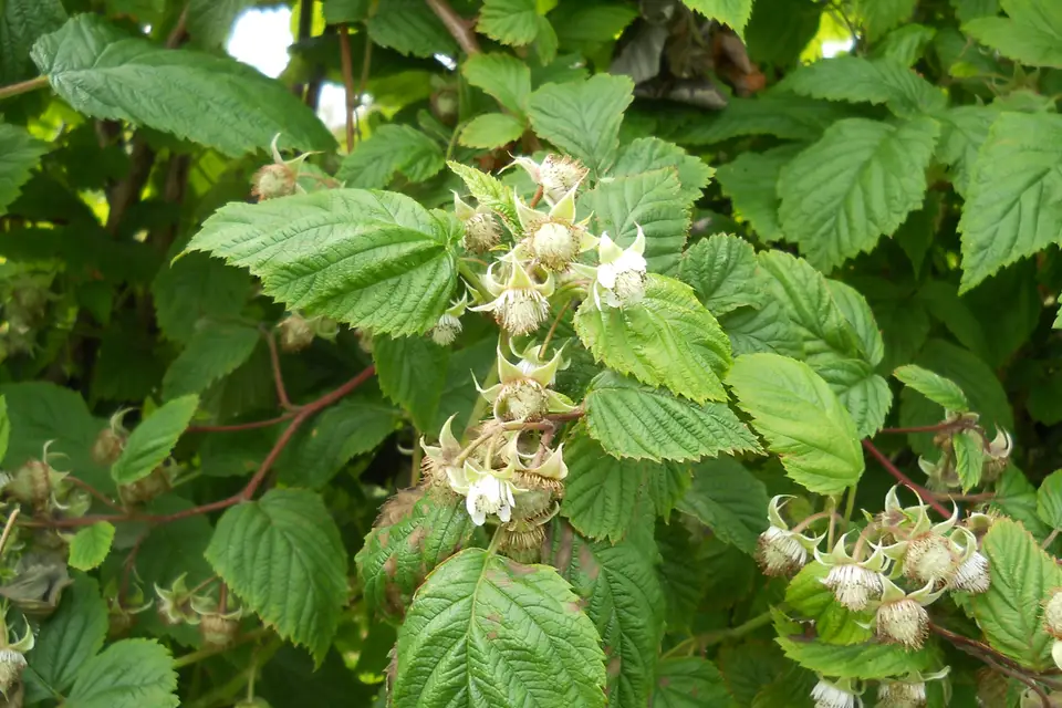 Le Domaine du Framboisier — photo 4