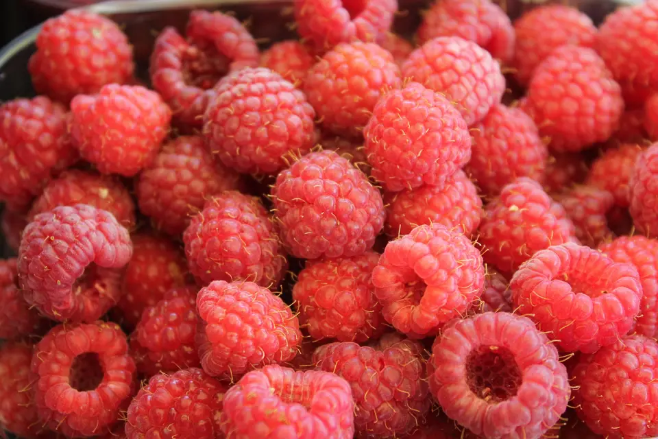 Le Domaine du Framboisier — photo 5