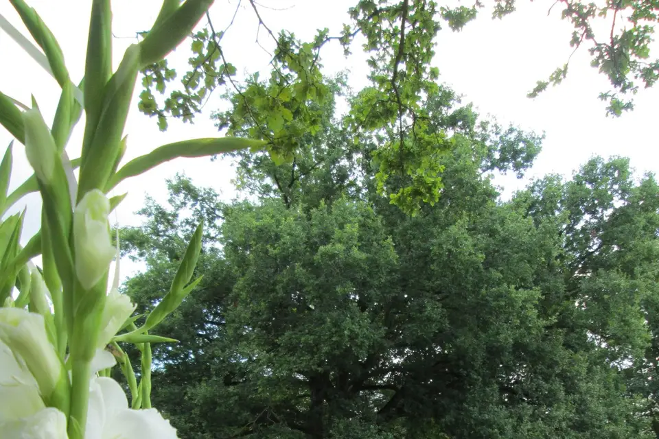 Domaine des Vieux Chênes — photo 5