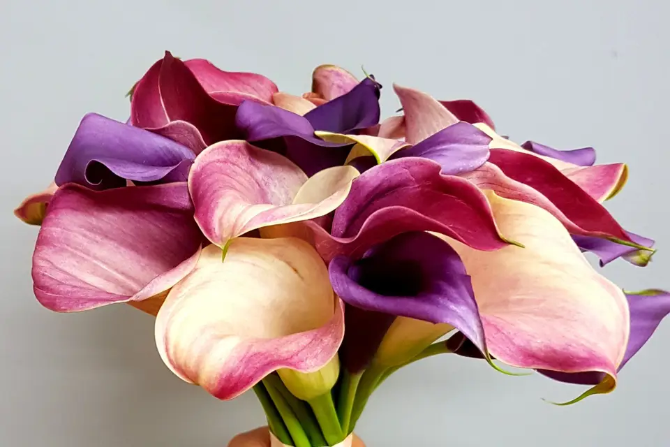 Marie Danède - Art Floral et Curiosités — photo 2