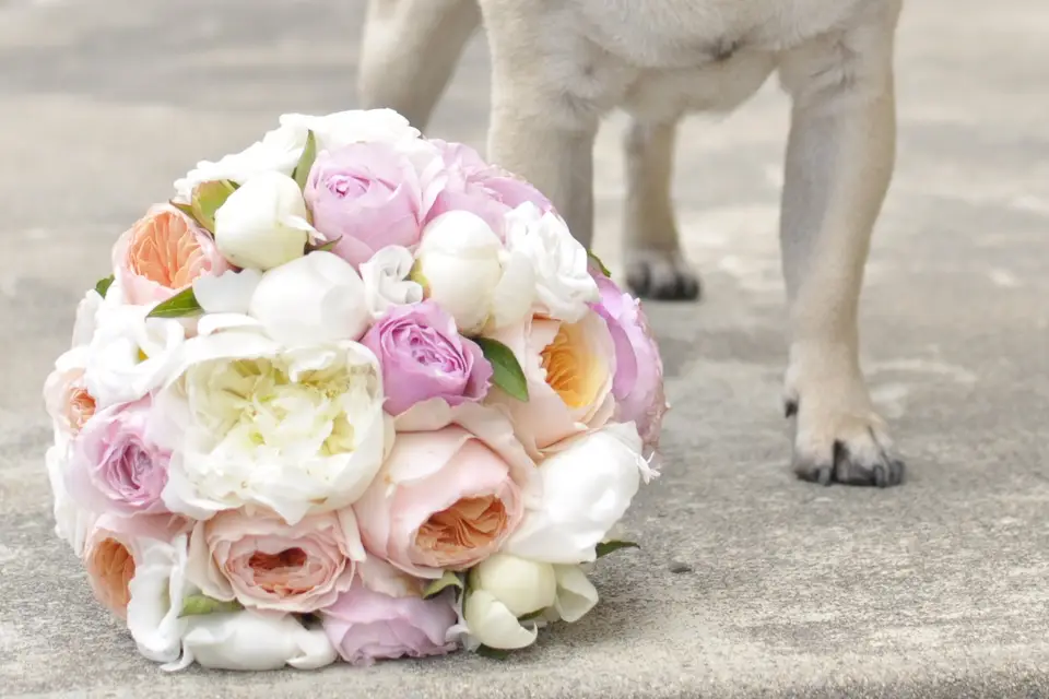 L'Arbre à Fraise — photo 1