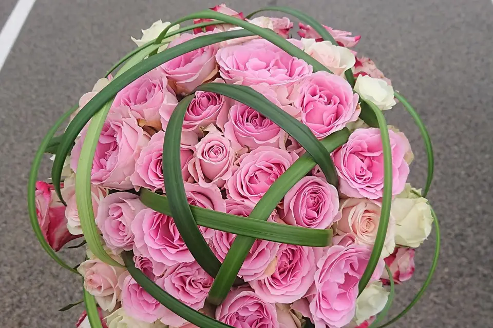 Cattleya etc — photo 6