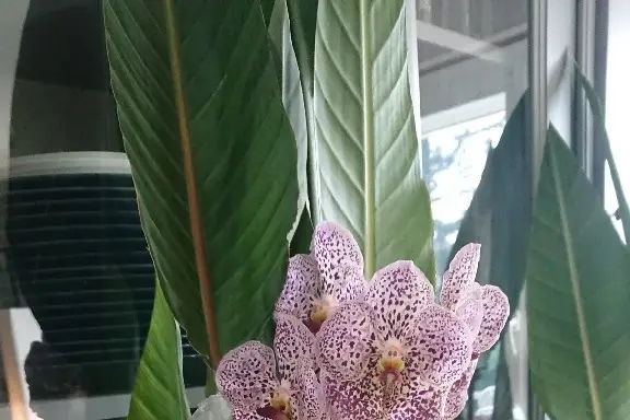 Cattleya etc — photo 7