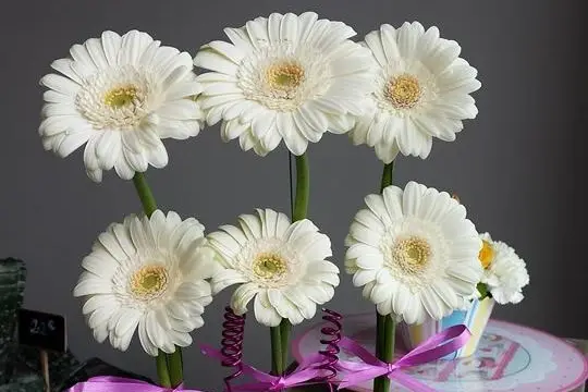 Le Jardin de Jade — photo 8