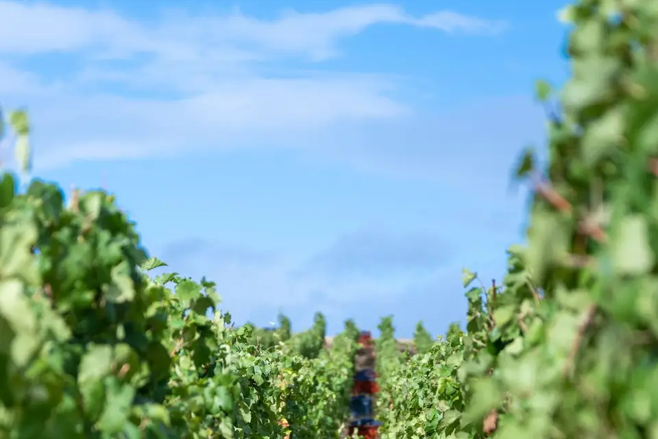 Champagne Charton-Guillaume — photo 2