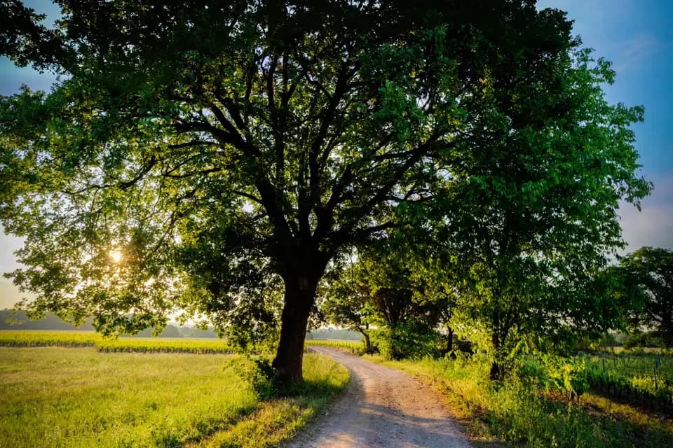 Château de Mus — photo 5