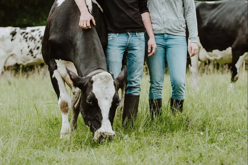 Les Glaces du Chêne Témoin — photo 5