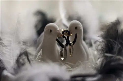 Photo Video Passion Art — photo 5