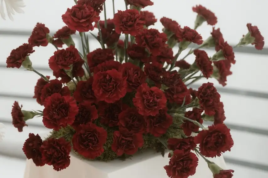 Budgie Bandits — photo 7