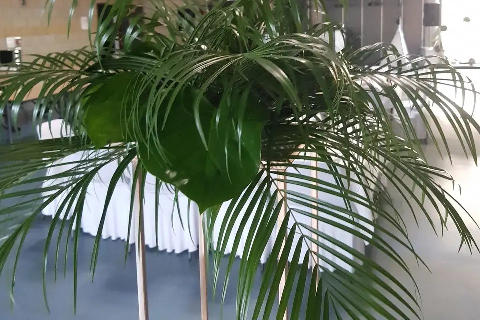 Festivites Services 62 — photo 8