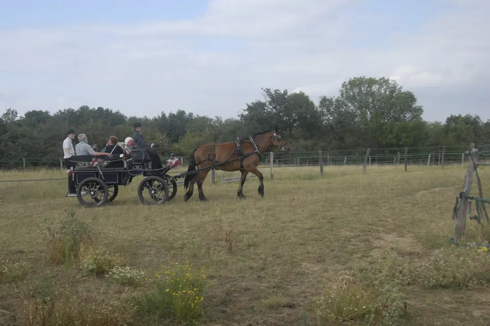 Hippo'n So — photo 6