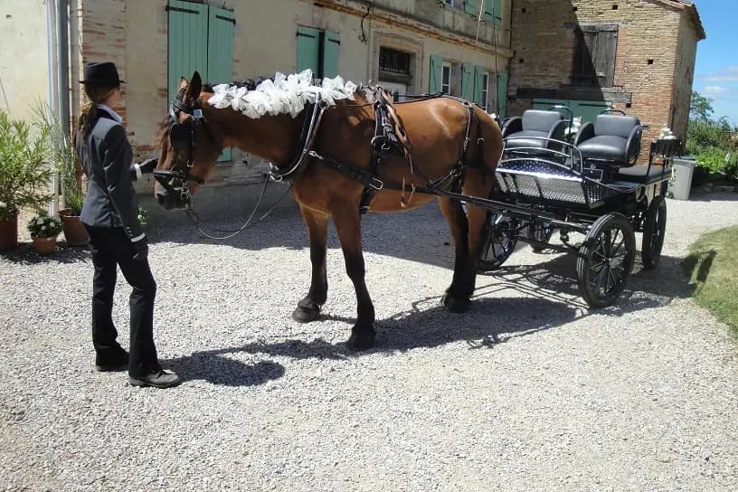 Hippo'n So — photo 4