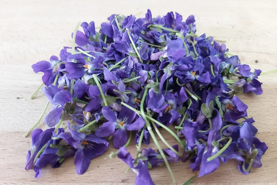 Pizza et compagnie — photo 8