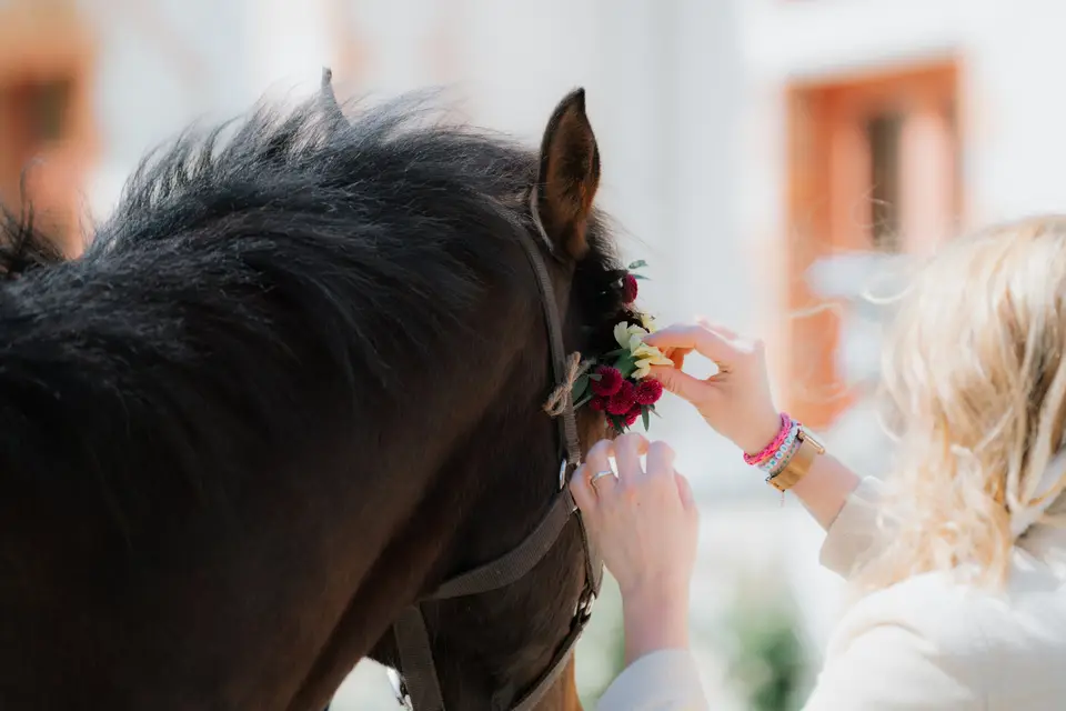 Apis Feeling — photo 7