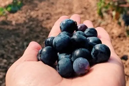 Domaine La Doussinière — photo 4