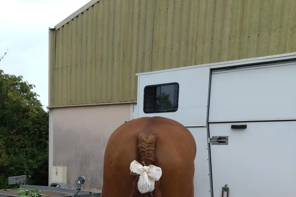 Tandem - Attelage en Quercy Blanc — photo 2