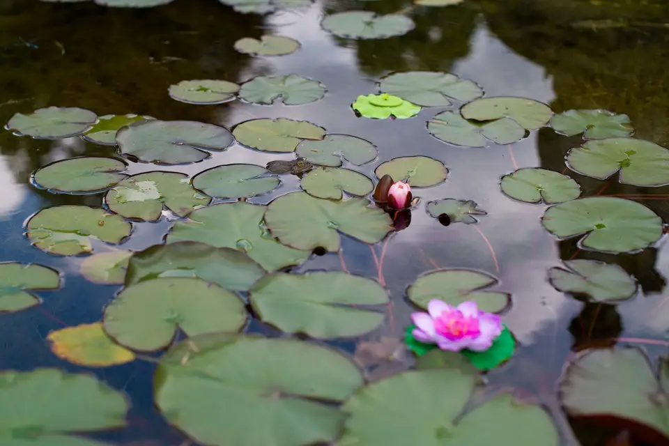 Did Event — photo 7