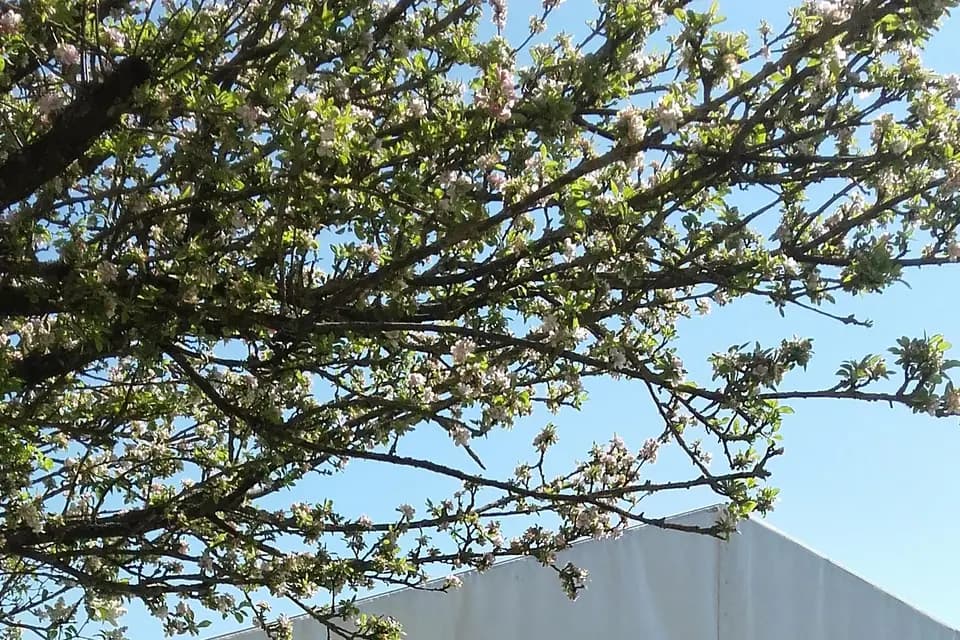 Soleil Cauchois — photo 7